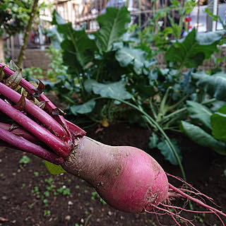 玄関/入り口/節約/季節を楽しむ暮らし/植物と暮らす/植物のある暮らし...などのインテリア実例 - 2021-04-20 19:24:44