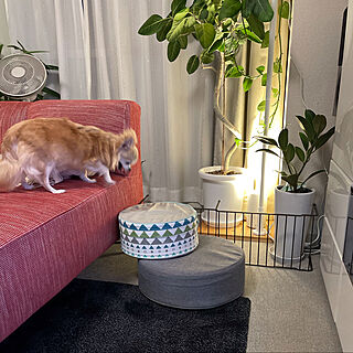 高齢犬のいる生活/ちわわ♡/間接照明✨/IKEAのラグ/円形クッション...などのインテリア実例 - 2021-05-14 19:59:08