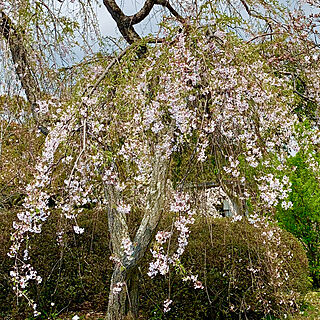 爽やかな桜の森/お花見❀/しだれ桜のインテリア実例 - 2019-04-01 12:46:04