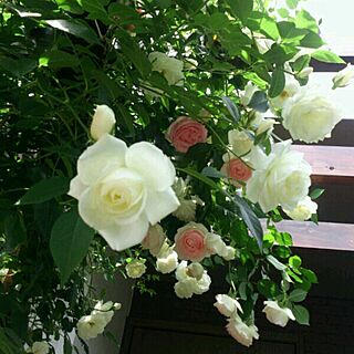玄関/入り口/植物/薔薇/パーゴラ/薔薇が好き...などのインテリア実例 - 2016-05-20 17:41:30