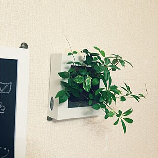 壁/天井/観葉植物/無印良品のインテリア実例 - 2014-11-27 16:19:05