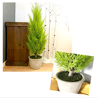 コストコ ゴールドクレストの商品を使ったおしゃれなインテリア実例 Roomclip ルームクリップ