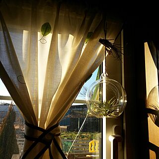 壁/天井/コルビィ/観葉植物♡/カインズ/小窓からの朝日...などのインテリア実例 - 2016-12-30 07:42:39