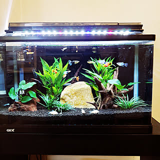 熱帯魚 ヤマトヌマエビのインテリア実例 Roomclip ルームクリップ 熱帯魚 ヤマトヌマエビのインテリア実例 Roomclip ルームクリップ