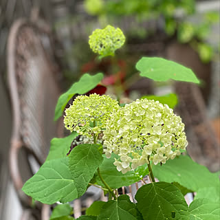 鉢植え/白/アナベル/紫陽花/お気に入りのカラー...などのインテリア実例 - 2021-06-28 20:57:54