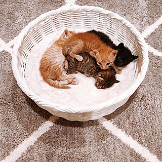 ベッド周り/保護猫/ねこと暮らす/ねこのいる日常/ライムライムインテリア...などのインテリア実例 - 2022-10-10 20:15:10