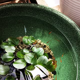 100均 睡蓮鉢めだかの商品を使ったおしゃれなインテリア実例 Roomclip ルームクリップ