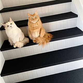 階段/猫のいる暮らしのインテリア実例 - 2020-02-05 14:15:08