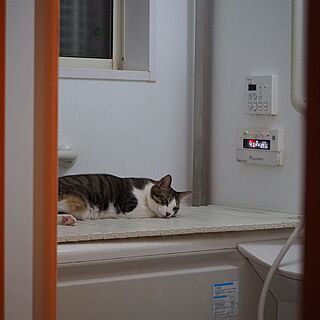 バス/トイレ/せまい/バスルーム/猫のいる暮らし/すっきり暮らしたい...などのインテリア実例 - 2017-02-25 17:07:38