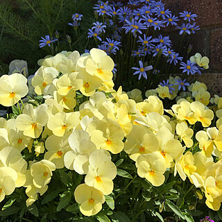 ガーデニング/お庭の花/綺麗です♡/ビオラ♪/れんがブロック。...などのインテリア実例 - 2021-04-13 12:58:29
