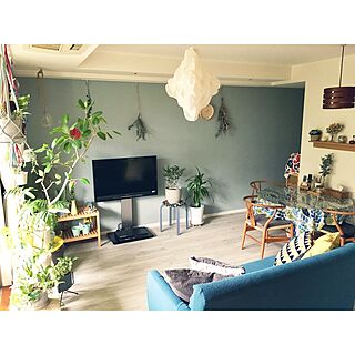 部屋全体/マンション暮らし/壁紙屋本舗/ブルーグレーの壁/観葉植物...などのインテリア実例 - 2016-10-09 14:15:25