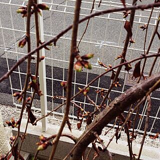 玄関/入り口/垂れ桜/春ですね♪のインテリア実例 - 2014-03-29 11:58:23