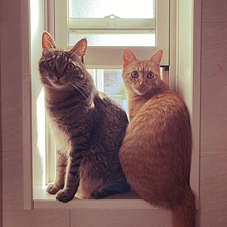 小さな窓/猫と暮らす家/玄関/入り口のインテリア実例 - 2022-10-05 13:18:09