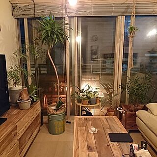 リビング/IKEA/DIY/流木/観葉植物...などのインテリア実例 - 2017-07-09 22:09:35
