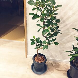 キッチン/南国の香り/観葉植物/サーファーズハウス/緑のある暮らし...などのインテリア実例 - 2023-04-11 16:59:55