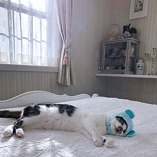 ベッド周り/RCの出会いに感謝♡/NO CAT,NO LIFE❤️/いつもいいねありがとうございます♡/猫と暮らす。...などのインテリア実例 - 2019-01-09 18:07:28