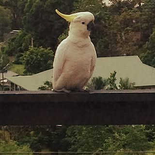 部屋全体/インテリアじゃなくてごめんなさい.../田舎です。/自然に囲まれて/野生の鳥です。のインテリア実例 - 2015-01-11 09:17:54