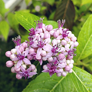 玄関/入り口/紫陽花　碧の瞳/ピンクで咲きました♪/やっぱり碧が似合いますね^_^;/隣の小町に撒いた苦土石灰の巻き添え...などのインテリア実例 - 2022-06-15 07:54:22