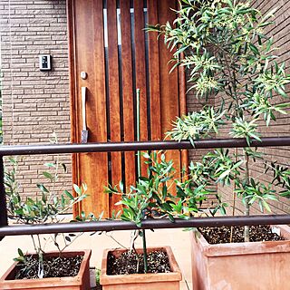 玄関/入り口/テラコッタ鉢植え/オリーブの木のインテリア実例 - 2016-05-15 15:47:22