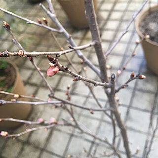お花見シーズン/日本が一番美しい時/花粉症対策/桜の頃/急に暖かくなる...などのインテリア実例 - 2023-03-12 08:55:26