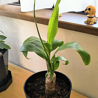 幸福の木/観葉植物のある暮らし/ドラセナ/観葉植物/クツ箱の上...などのインテリア実例 - 2021-06-17 16:46:42