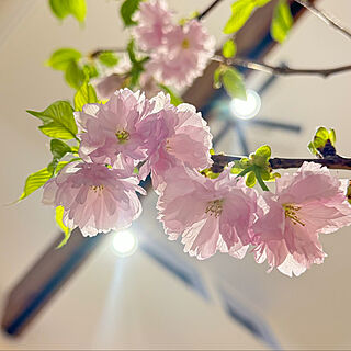 リビング/吹き抜けのある家/お花見/啓翁桜/桜...などのインテリア実例 - 2024-04-22 12:51:35