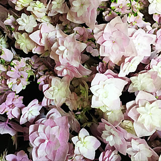 玄関/入り口/母の日のお花/大好きな紫陽花のインテリア実例 - 2018-05-14 13:38:13