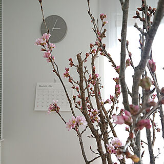 リビング/花のある暮らし/一条工務店/時計/さくら 桜...などのインテリア実例 - 2021-03-11 15:11:39