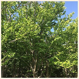 桂の木のインテリア実例 - 2017-05-07 13:29:44