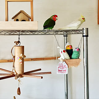 棚/インコ/みなさんの素敵なインテリアに癒されてます/オカメインコ/ペットと暮らす家...などのインテリア実例 - 2017-11-08 19:15:43