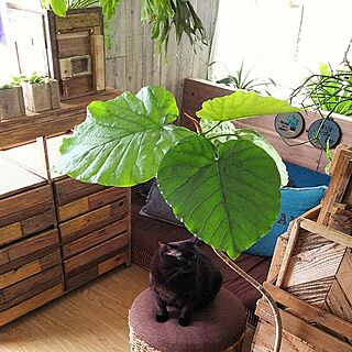 ベッド周り/植物/日替わり投稿企画!木曜日/観葉植物/猫...などのインテリア実例 - 2017-06-29 14:42:00