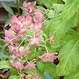 玄関/入り口/大雨です/被害がでませんように…/山紫陽花「富士の滝」/お色変わり♪...などのインテリア実例 - 2019-07-22 09:13:33