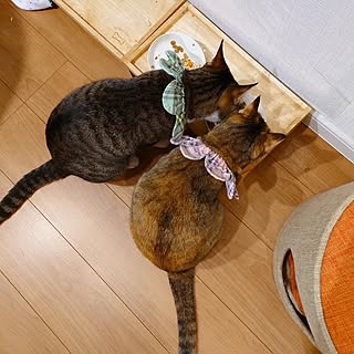 キッチン/猫と暮らす/猫多頭飼い/猫とインテリア/猫がいると毎日楽しい...などのインテリア実例 - 2023-06-06 02:07:24