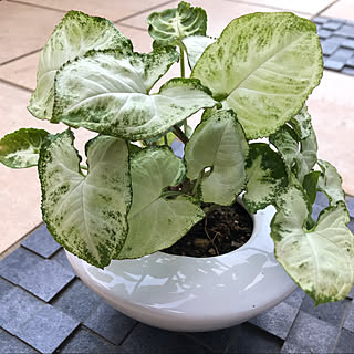 葉っぱ好き♡/観葉植物のある暮らし/観葉植物/コロナが早く終息しますように/いいね&フォローありがとうございます☆...などのインテリア実例 - 2020-09-10 17:31:05