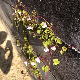 壁/天井/植物/外/ブロック壁のインテリア実例 - 2013-04-13 16:38:14