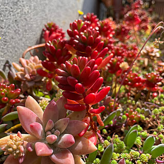 多肉植物のある暮らし/多肉/多肉植物/机ではありませんm(_ _)m/地植え多肉...などのインテリア実例 - 2022-03-11 11:18:56