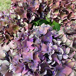 秋色紫陽花/カメラマークいっぱい/こどもと暮らす。/庭のある暮らし/庭...などのインテリア実例 - 2020-07-08 20:42:26