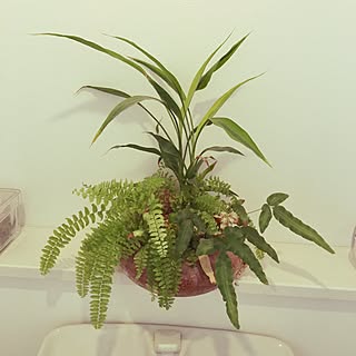 ハイドロカルチャー/観葉植物/バス/トイレのインテリア実例 - 2016-01-07 21:51:50