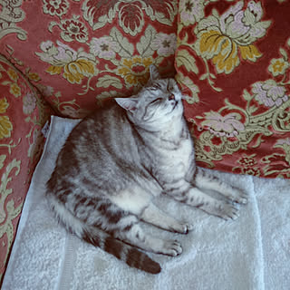 ベッド周り/猫ですいません。/ヴィヴィアンのインテリア実例 - 2019-05-25 16:53:14