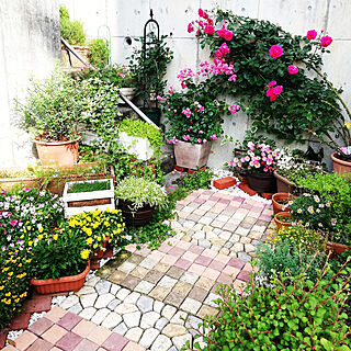 玄関/入り口/外階段下ガーデン/バラ/薔薇/鉢植え...などのインテリア実例 - 2022-05-26 07:38:47