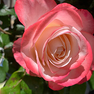 バラのある庭/薔薇が好き/薔薇が好き♡/薔薇のある暮らし/ばらの庭...などのインテリア実例 - 2020-05-14 20:31:41
