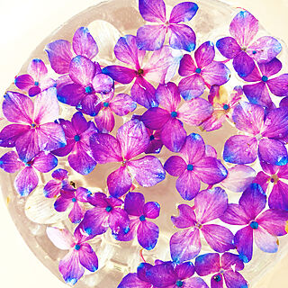 水に浮かべてみました/紫陽花が好き♡/お花のある暮らし/キッチンのインテリア実例 - 2021-09-02 13:48:15