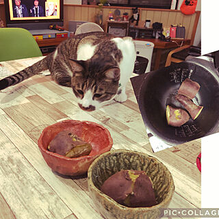 ねっとり焼き芋を炊飯器で/yuzu-chanさんに教わった焼き芋/yuzu-chanありがとう/猫のいる風景/白キジのん...などのインテリア実例 - 2021-09-06 20:14:08