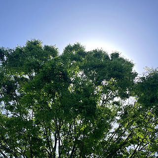 早起きは三文の徳/セロトニン/朝日をあびて✨/早朝こそ本当の自分/朝活...などのインテリア実例 - 2024-05-27 13:52:58