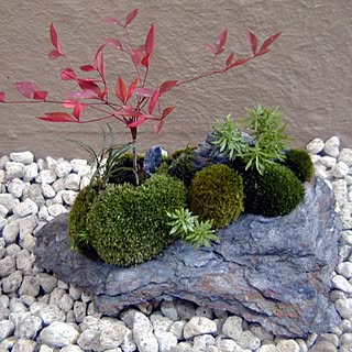 観葉植物/苔のインテリア実例 - 2016-06-11 23:31:23