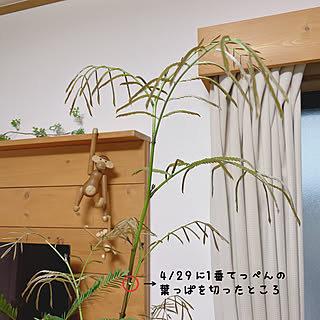 エバーフレッシュ成長記録/エバーフレッシュ/植物のある暮らし/みどりのある暮らし/観葉植物のある暮らし...などのインテリア実例 - 2021-05-13 12:26:14