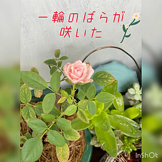 植物のある暮らし/団地ベランダ/ベランダガーデン/薔薇が咲いたよ/薔薇の花...などのインテリア実例 - 2020-09-09 10:59:36