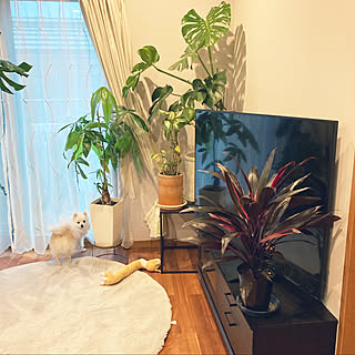 ピンクの観葉植物を増やしたい/コルジリネ　アイチアカ/観葉植物のある部屋/観葉植物/ペットと暮らす...などのインテリア実例 - 2022-12-11 07:35:21