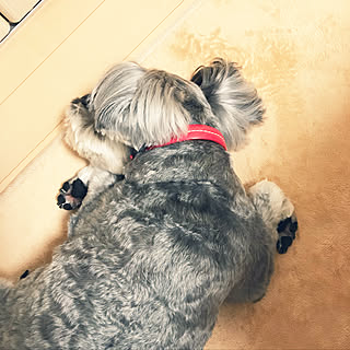 犬と暮らす家/愛犬cookie/ベッド周りのインテリア実例 - 2019-09-24 16:25:19