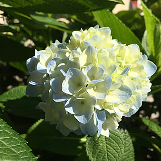 玄関/入り口/庭の花＊/色づいてきました/紫陽花のインテリア実例 - 2018-05-24 18:58:23